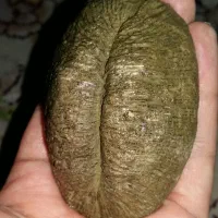 سنگ کلکسیونی