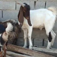 بز‌‌.  رامشیر