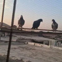 ۲تا جوجه|پرنده|تهران, کیانشهر|دیوار