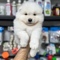 سامویید سفید برفی