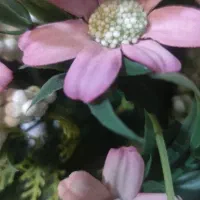 زن و شوهر سرایدار بدون بچه