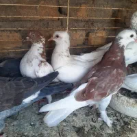 کفتر کشتنی