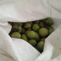 گردو|خوردنی و آشامیدنی|کرمانشاه, |دیوار