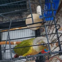 یک جفت گرینچیک سالم ‌ مخصوص جوجه کشی|پرنده|رودهن, |دیوار