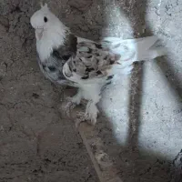 سه تا هما کاکل پاپر خون پاک اصیل|پرنده|گرمسار, |دیوار