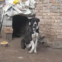 پژدر ماده ۳ ساله