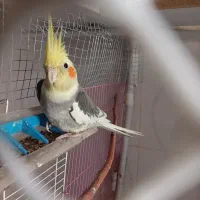 عروس هلندی|پرنده|سیرجان, |دیوار