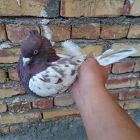 کله قرمز