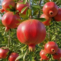 نهال انار واندرفول با دانه درشت و بازارپسند