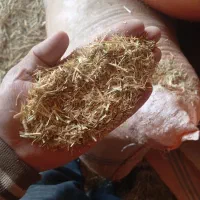 مقدار 500الی700کیلو کاه نرم گندم و جو