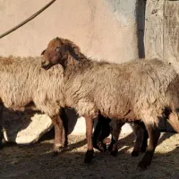 گوسفند میش بره