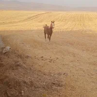 اسب|اسب و تجهیزات اسب‌سواری|دوتپه, |دیوار