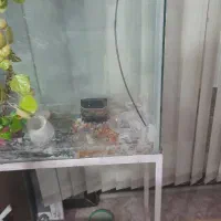 آکواریوم بزرگ با پایه|ماهی|آشخانه, |دیوار