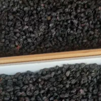 کشمش بیدانه افتابی|خوردنی و آشامیدنی|رشت, گیل|دیوار