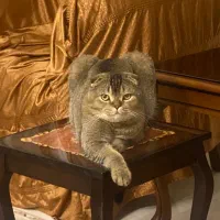 واگذاری گربه اسکاتیش|گربه|اردبیل, |دیوار