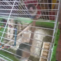 سگ ماده 1سال ونیم|سگ|یزد, |دیوار