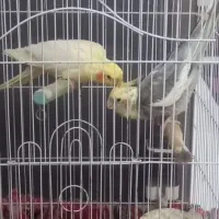 عروس هلندی با قفس