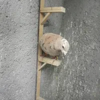 هفت رنگ زرد (گمشده)