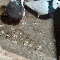 کبوتر|پرنده|اسفراین, |دیوار