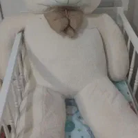 خرس دو متری