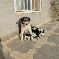 توله سگ|سگ|کربال, |دیوار