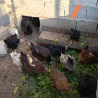 تعدادی مرغ محلی اصل و خروس