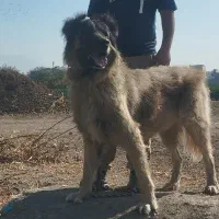 سگ سرابی|سگ|کرج, شهرک سهرابیه|دیوار