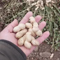 استاد کار تخمه پزی و کارگر ساده نیازمندیم