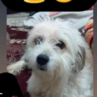 فروشی یک ساله زبان بلده بلوچی فارسی ومادست