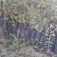 فروش ویژه نهال پسته|خدمات باغبانی و درختکاری|شاهین‌شهر, بنیاد ازدواج|دیوار