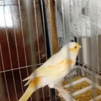 سلام قناری ماده موزائیکی