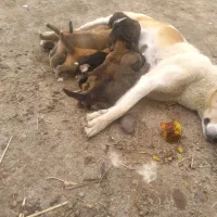 توله خراسانی .