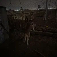 هاسکی ماده|سگ|تهران, گلستان (شهرک راه آهن)|دیوار