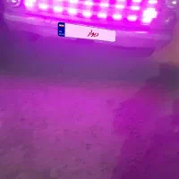 نیسان مدل ۶۵ زیر خاکی وعتیقه