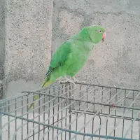 ملنگو فروشی|پرنده|کیش, |دیوار