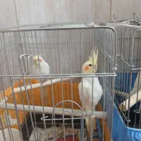 عروس هلندی لوتیتو|پرنده|شهریار, کهنز|دیوار