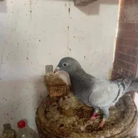 کبوتر سبز... طوقی