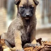 واگذاری سگ توله مالینویز مالینیوز اصیل نگهبان