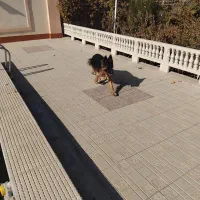 سگ ژرمن|سگ|مشهد, هفده شهریور|دیوار