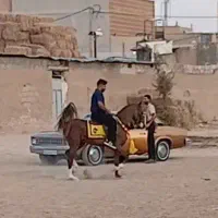 اسب جهت کشش.