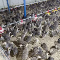 فروش جوجه بوقلمون برنز 42