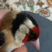 سهره|حیوانات|بروجرد, |دیوار