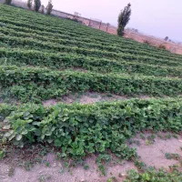 نشا توت فرنگی|خدمات باغبانی و درختکاری|کرج, باغستان|دیوار