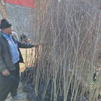 نهال و درخت انار ۳ متری