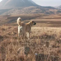 سگ.|سگ|مرند, |دیوار