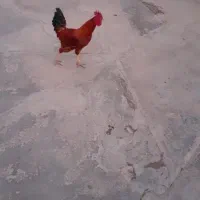 خروس محلی ۴۰۰