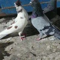 کبوتر
