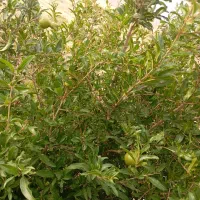 فروش باغ انگور،آبی ازگله|فروش زمین و ملک کلنگی|ازگله, |دیوار