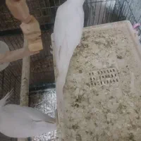 فروش عروس هلندی البینو ماده|پرنده|فامنین, |دیوار