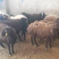 گوسفند بره همراه با کشتار